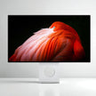 DSDR Monitor